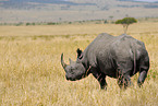 black rhino