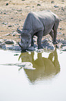 black rhino