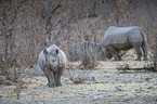 black rhinos