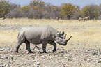 black rhino