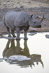 Black rhino standing at water hole