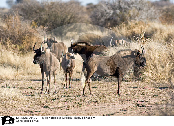 white-tailed gnus / MBS-06172