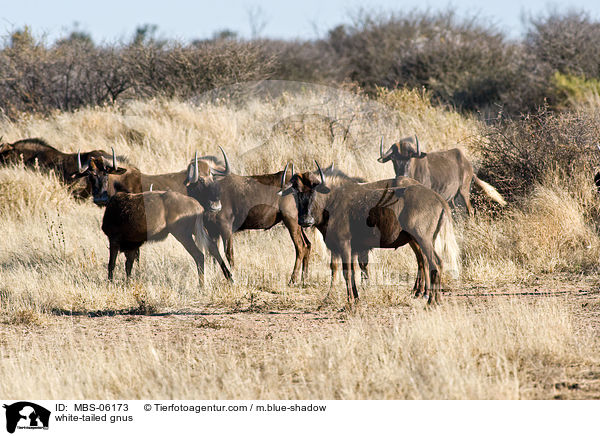 white-tailed gnus / MBS-06173