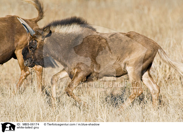 white-tailed gnu / MBS-06174