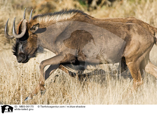 white-tailed gnu / MBS-06175