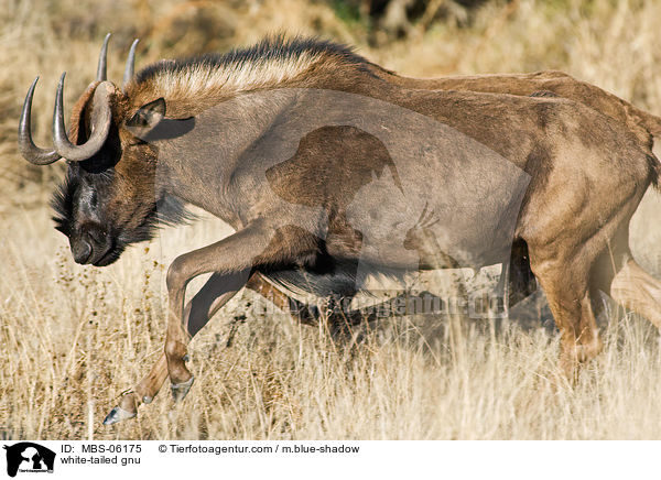 Weischwanzgnu / white-tailed gnu / MBS-06175