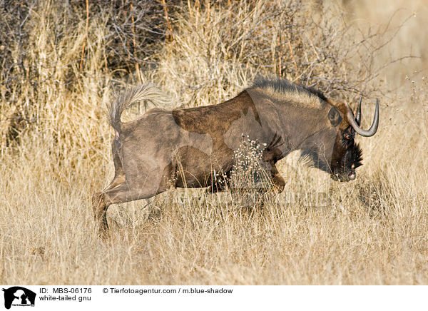 white-tailed gnu / MBS-06176