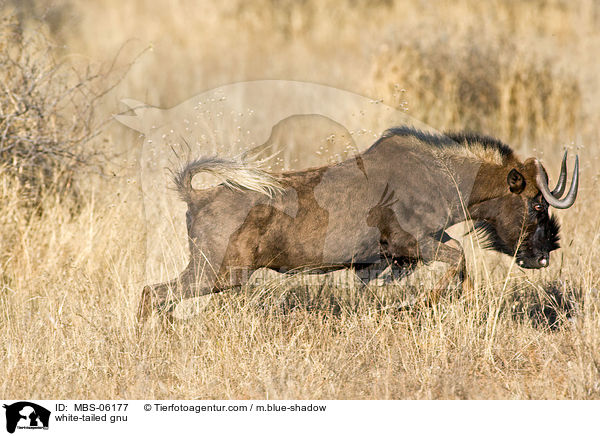 white-tailed gnu / MBS-06177
