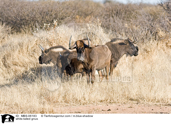 Weischwanzgnus / white-tailed gnus / MBS-06183