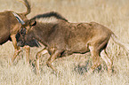 white-tailed gnu