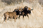 white-tailed gnus