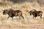 white-tailed gnus