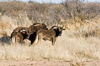 white-tailed gnus