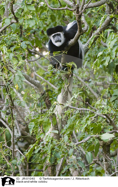black-and-white colobu / JR-01040