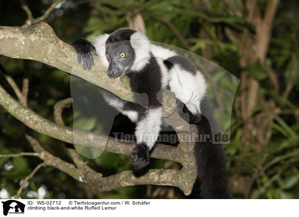 kletternder Schwarzweier Vari / climbing black-and-white Ruffed Lemur / WS-02712