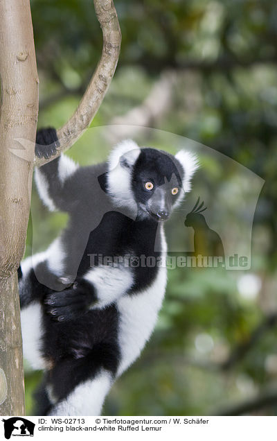 kletternder Schwarzweier Vari / climbing black-and-white Ruffed Lemur / WS-02713