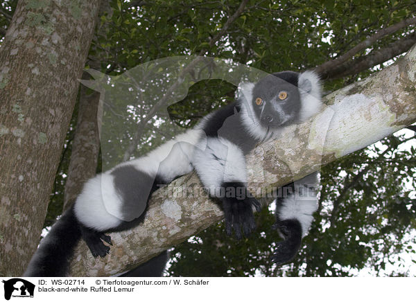 black-and-white Ruffed Lemur / WS-02714