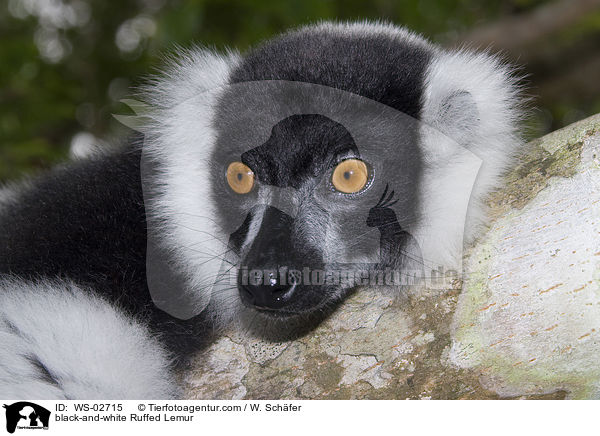 black-and-white Ruffed Lemur / WS-02715