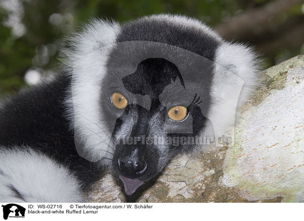 black-and-white Ruffed Lemur / WS-02716