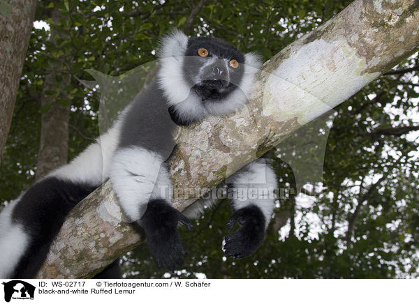 Schwarzweier Vari / black-and-white Ruffed Lemur / WS-02717