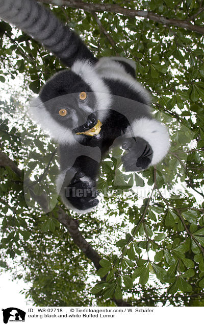 eating black-and-white Ruffed Lemur / WS-02718