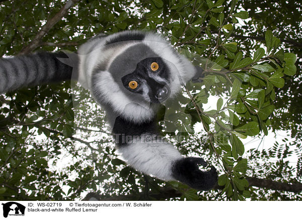 black-and-white Ruffed Lemur / WS-02719