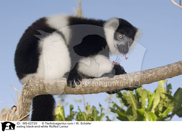 fressender Schwarzweier Vari / eating black-and-white Ruffed Lemur / WS-02720
