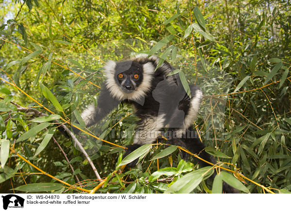 Schwarz-weier Vari / black-and-white ruffed lemur / WS-04870