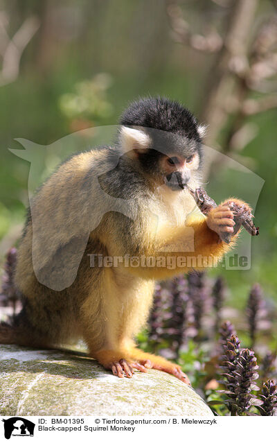 Bolivianischer Totenkopfaffe / Black-capped Squirrel Monkey / BM-01395