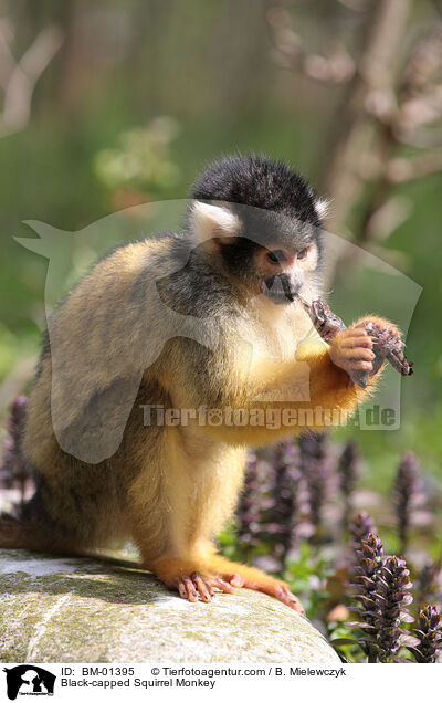 Black-capped Squirrel Monkey / BM-01395