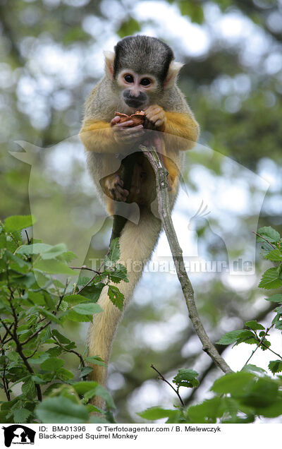 Bolivianischer Totenkopfaffe / Black-capped Squirrel Monkey / BM-01396