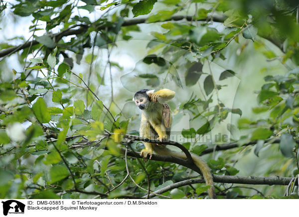 Bolivianischer Totenkopfaffe / Black-capped Squirrel Monkey / DMS-05851