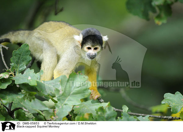 Black-capped Squirrel Monkey / DMS-05853