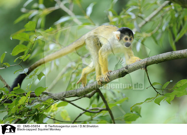 Bolivianischer Totenkopfaffe / Black-capped Squirrel Monkey / DMS-05854