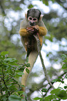 Black-capped Squirrel Monkey