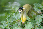 Black-capped Squirrel Monkey