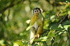 Black-capped Squirrel Monkey