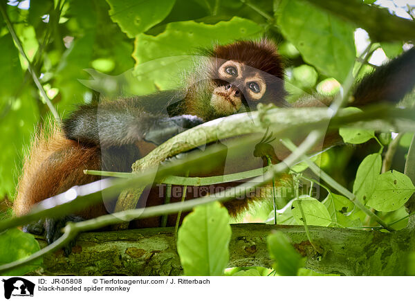 Geoffroy-Klammeraffe / black-handed spider monkey / JR-05808