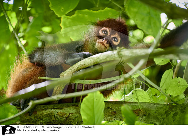 black-handed spider monkey / JR-05808