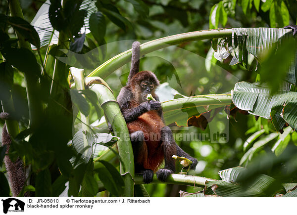 Geoffroy-Klammeraffe / black-handed spider monkey / JR-05810
