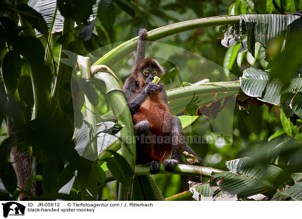 Geoffroy-Klammeraffe / black-handed spider monkey / JR-05812