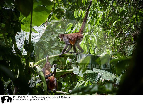 Geoffroy-Klammeraffen / black-handed spider monkeys / JR-05813