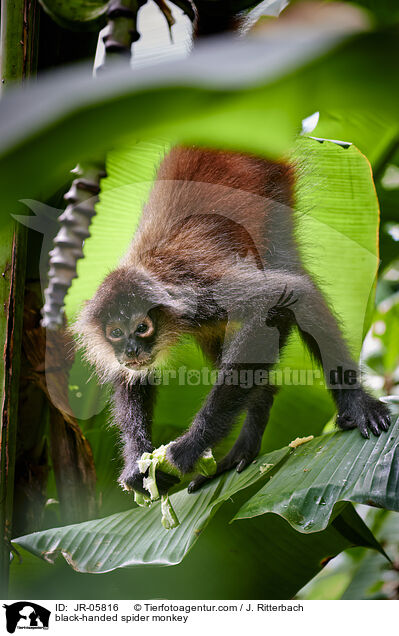 Geoffroy-Klammeraffe / black-handed spider monkey / JR-05816
