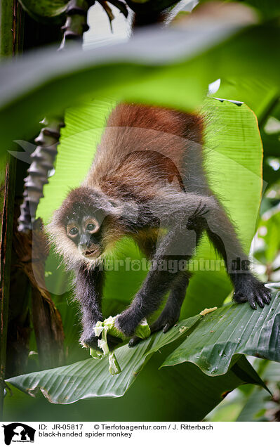 Geoffroy-Klammeraffe / black-handed spider monkey / JR-05817
