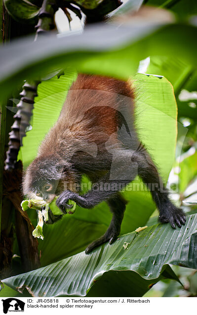 black-handed spider monkey / JR-05818