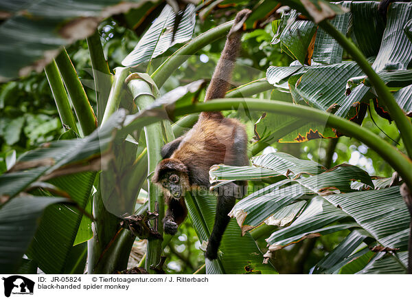 Geoffroy-Klammeraffe / black-handed spider monkey / JR-05824