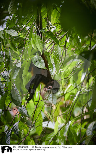 Geoffroy-Klammeraffe / black-handed spider monkey / JR-05828