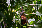 black-handed spider monkey