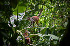 black-handed spider monkeys