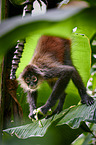 black-handed spider monkey